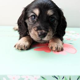 Violet - Black and cream female Dachshund puppy in Sylvania, Alabama from Yancey’s Doxies