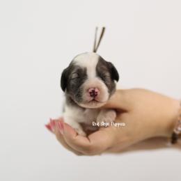 Ace (Brown Collar Boy) - Merle male Cavapoo puppy in Republic, Missouri from Red Skye Puppies