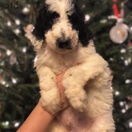 Goldendoodles and Poodles from Willow Creek Kennels