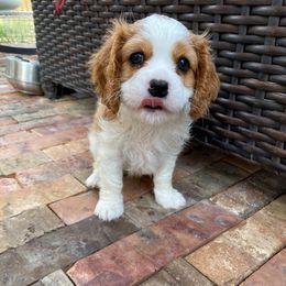 Cavalier King Charles Spaniel Puppies from Austin Cavaliers