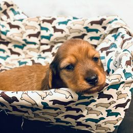 Dachshund and Great Dane Puppies from Running with Danes LLC