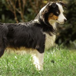 Smiley - Toy Australian Shepherd