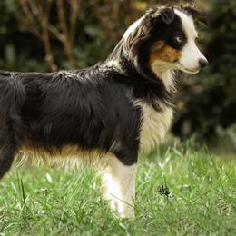 Smiley - Toy Australian Shepherd