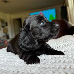 Onyx - Black male Dachshund puppy in Excel, Alabama from CJ’s Little Palace