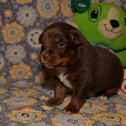 Miniature Australian Shepherd Puppies from JnT's Bluegrass Mini Aussies