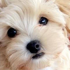 Mal-Shis and Shihpoos from 3 doodles’ littles