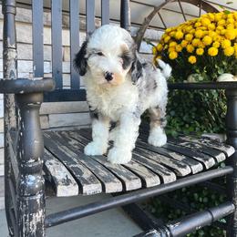 Harvey - Blue merle male Bernedoodle puppy in Holtwood, Pennsylvania from Country Ridge Puppies