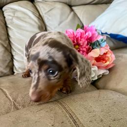 Molly - Dapple female Dachshund puppy in Senoia, Georgia from Honey Creek Doxies