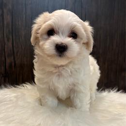 Patrick Star - White and lemon male Maltese puppy in Grottoes, Virginia from Wendy’s Maltese & Cavamalts of Virginia