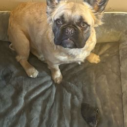 Daisy - French Bulldog