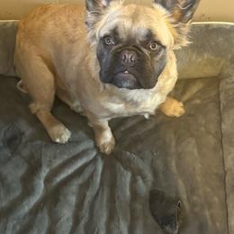 Daisy - French Bulldog