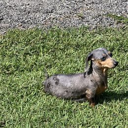 Dachshunds from Frade Family Farm