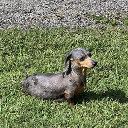 Dachshunds from Frade Family Farm