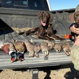 Australian Cattle Dogs, Cairn Terriers, and German Shorthaired Pointers from Macushla Kennel
