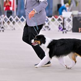 Miniature American Shepherds and Toy Australian Shepherds from MarLoWin Aussies
