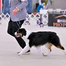 Miniature American Shepherds and Toy Australian Shepherds from MarLoWin Aussies