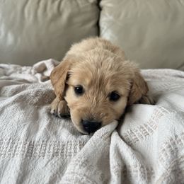 Lydia - Light golden female Golden Retriever puppy in Mount Pleasant, Utah from Juniper Mountain Goldens