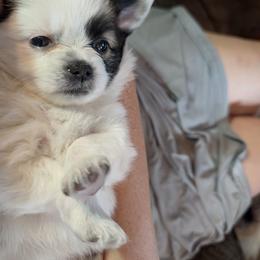 Princess Leia - Black brown and white female Papillon puppy in Spokane Valley, Washington from D and T's Papillons