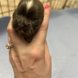 Boy 3 - Blue male Shih Tzu puppy in Texarkana, Texas from Buttons and Bows AKC Shih Tzu’s