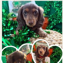 Jonas Vision -Red - Chocolate and tan male Dachshund puppy in Pittsburg, California from Super Hero Dachshunds