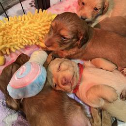 Boy 3 - Chocolate and cream male Dachshund puppy in Gulfport, Mississippi from Susan's Dachshunds