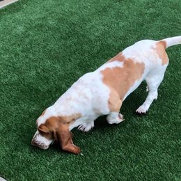 Basset Hounds from Lizzianna Basset Hounds