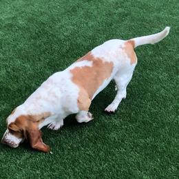 Basset Hounds from Lizzianna Basset Hounds