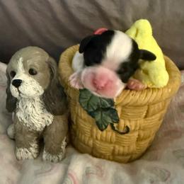 Red collar boy - Black white and tan male Cocker Spaniel puppy in Boca Raton, Florida from Gold-Coast Cockers