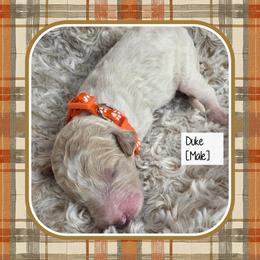 Duke - Parti male Goldendoodle puppy in Richmond, Virginia from Highland Grove Doodles, LLC