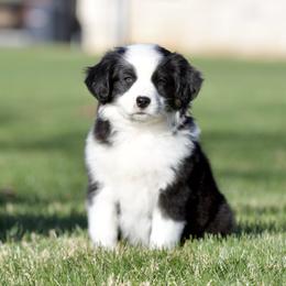 Cookie - Black tri female Miniature American Shepherd puppy in Stephenville, Texas from Diamond H Aussies
