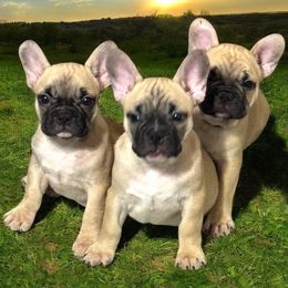 French Bulldog Puppies from Von Darr Kennels