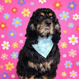 Willow - Cocker Spaniel