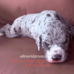 Silver Merle Mantle - Silver female Great Dane puppy in Greenville, South Carolina from Allen’s Ridge Ranch