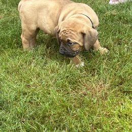 Boerboel Puppies from Josef Okunas
