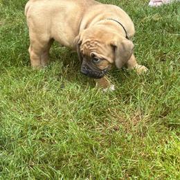 Boerboel Puppies from Josef Okunas