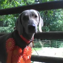 Cuishe - Weimaraner