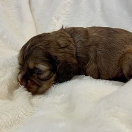 Cocker Spaniel Puppies from Jennifer Dees