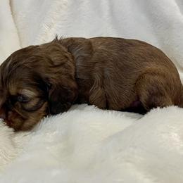 Cocker Spaniel Puppies from Jennifer Dees