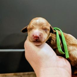 Fillmore - Red  male Goldendoodle puppy in Forest, Ohio from Mini Doodle Buddies