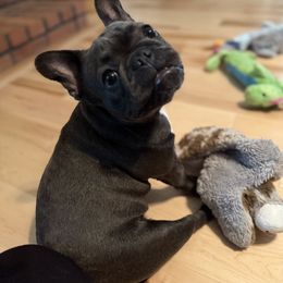 French Bulldog Puppies from Kismet French Bulldogs