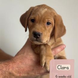 Girl 6 - Yellow female Labrador Retriever puppy in Lonsdale, Minnesota from Cedar Ridge Labradors