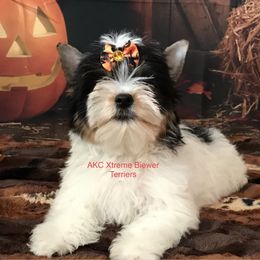 Tinkerbell - Biewer Terrier