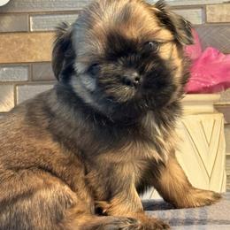 Baby - Black gold and white female Shih Tzu puppy in Zephyrhills, Florida from Mary’s Shih Tzus