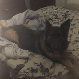 sapphire - German Shepherd