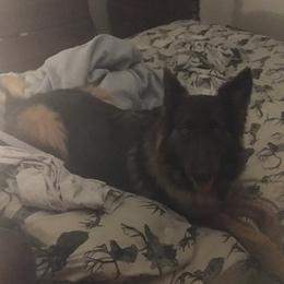 sapphire - German Shepherd