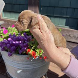 Girl 1 - Brindle female Dachshund puppy in Gouverneur, New York from Dack Dachshunds
