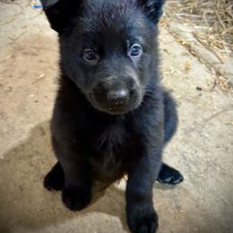 Girl 2 - Black female German Shepherd puppy in Brandywine, Maryland from Lucky Z Ranch