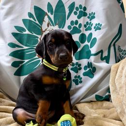 Black Girl (Green Collar) - Black and rust female Doberman Pinscher puppy in Centralia, Missouri from TopSpots Farm