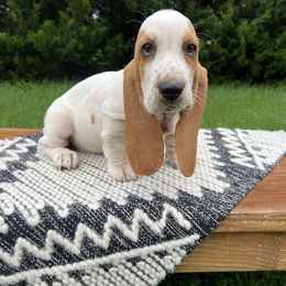 Miss Prissy - Red and white female Basset Hound puppy in Lone Jack, Missouri from Wee Little Bassets