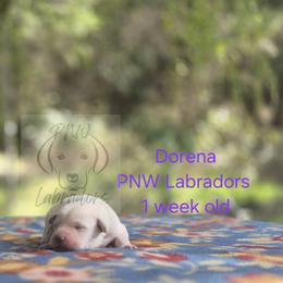 Dorena - Yellow female Labrador Retriever puppy in Rogue River, Oregon from PNW Labradors